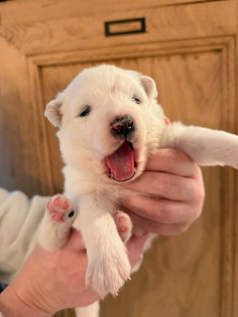 CHIOTS SAMOYEDE 1200 41500 Menars