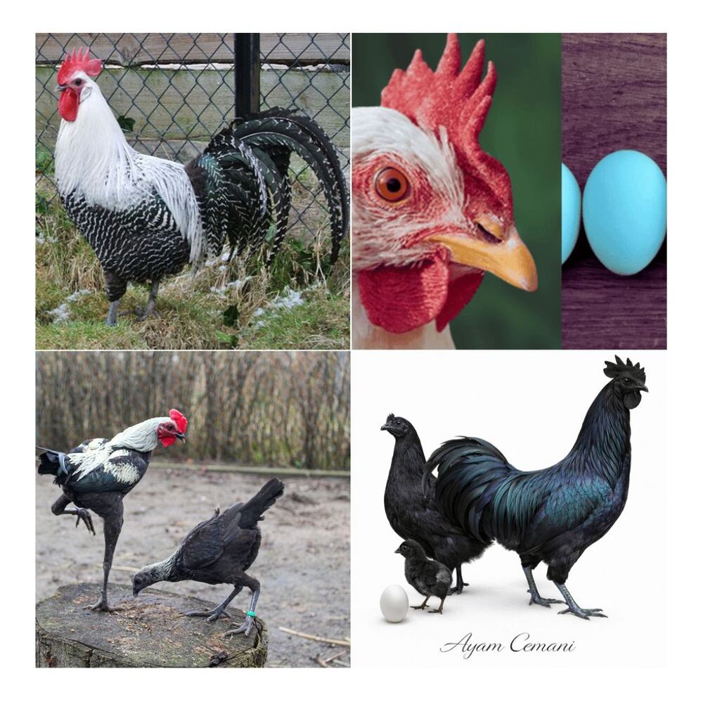   Oeufs fécondés à couver poule 