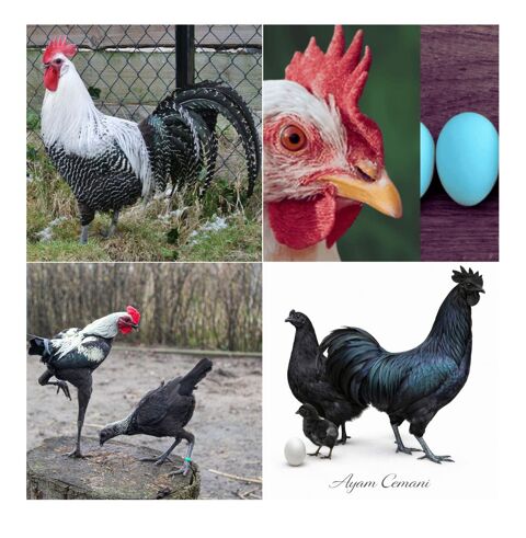 Oeufs f&eacute;cond&eacute;s &agrave; couver poule 3 34750 Villeneuve-lès-maguelone