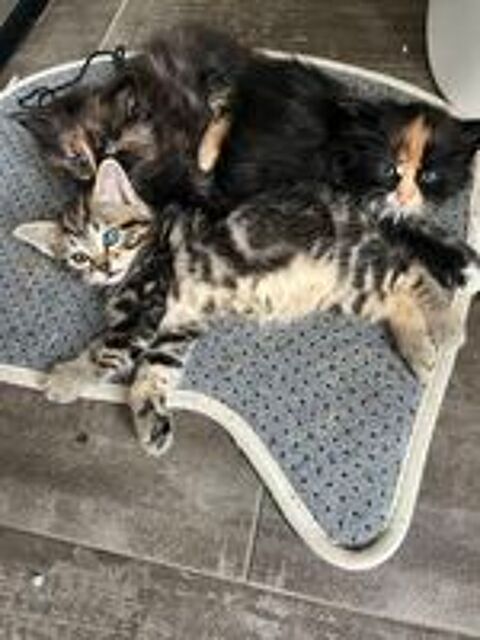   Chatons 