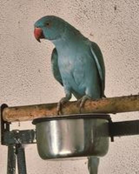   RARE JEUNE PERRUCHE COLLIER EAM PÈRE PARLEUR
MUTATION BLEUE  