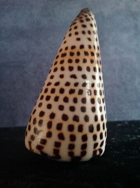 COQUILLAGE CONIDAE CONUS LITTERATUS Envoi Possible 8 Tr�gunc (29)