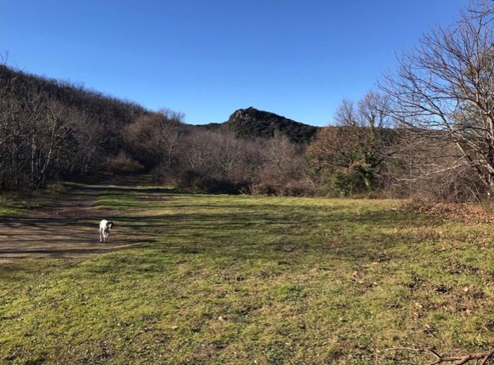 Vente Terrain Nombreuses parcelles forestières à exploiter (21 hectares) Vieussan