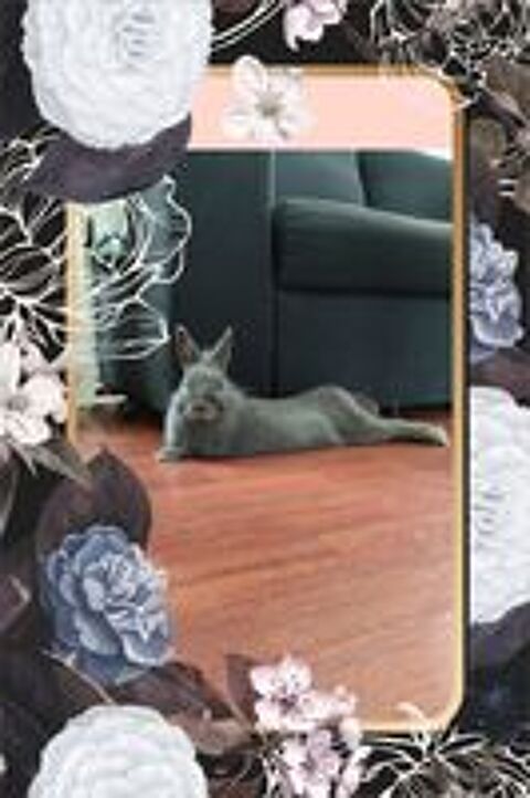  Lapin +cage 100 cm * 50 cm 