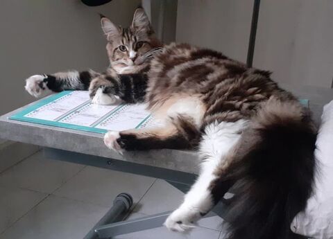 FEMELLE MAINE COON LOOF 400 51100 Reims