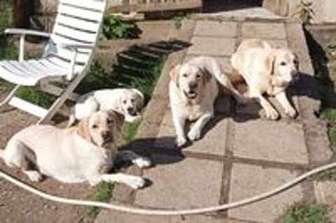   Chiots labrador lof  