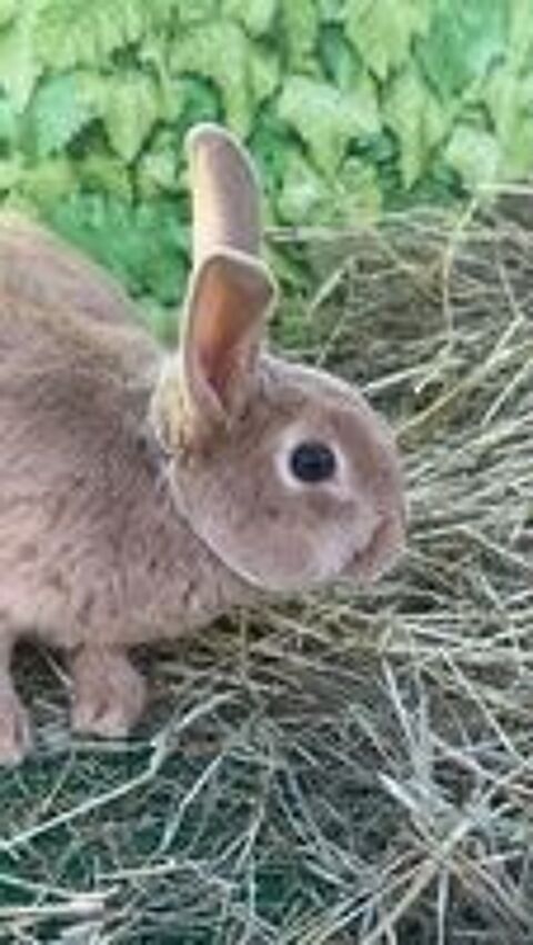   Lapin(e)s rex nain 