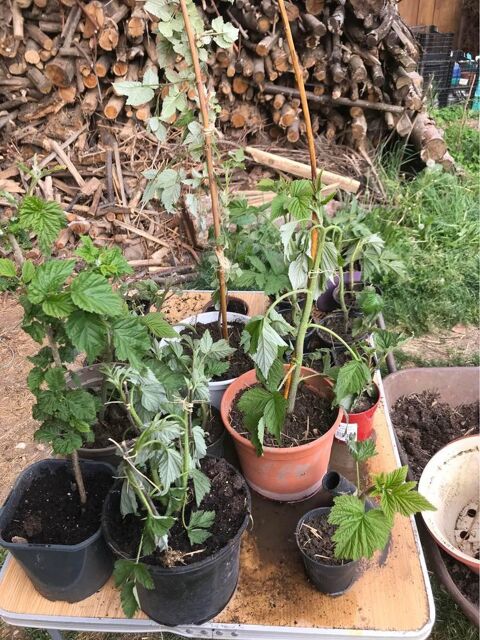 Plants de framboisiers bio 4 Mottier (38)