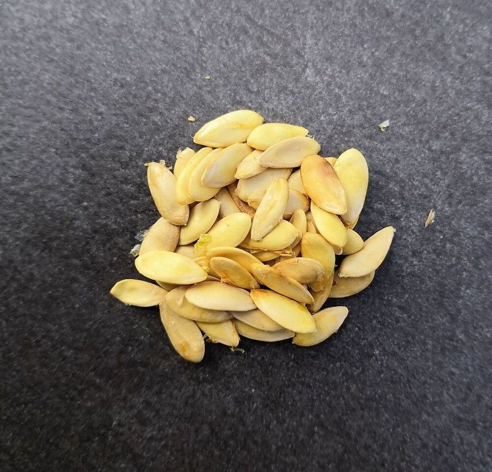 Lot de 3 graines de MELON CHARENTAIS BIO Jardin