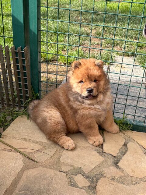 &Agrave; r&eacute;server 7 magnifiques Chow Chow  1800 35480 Saint-malo-de-phily