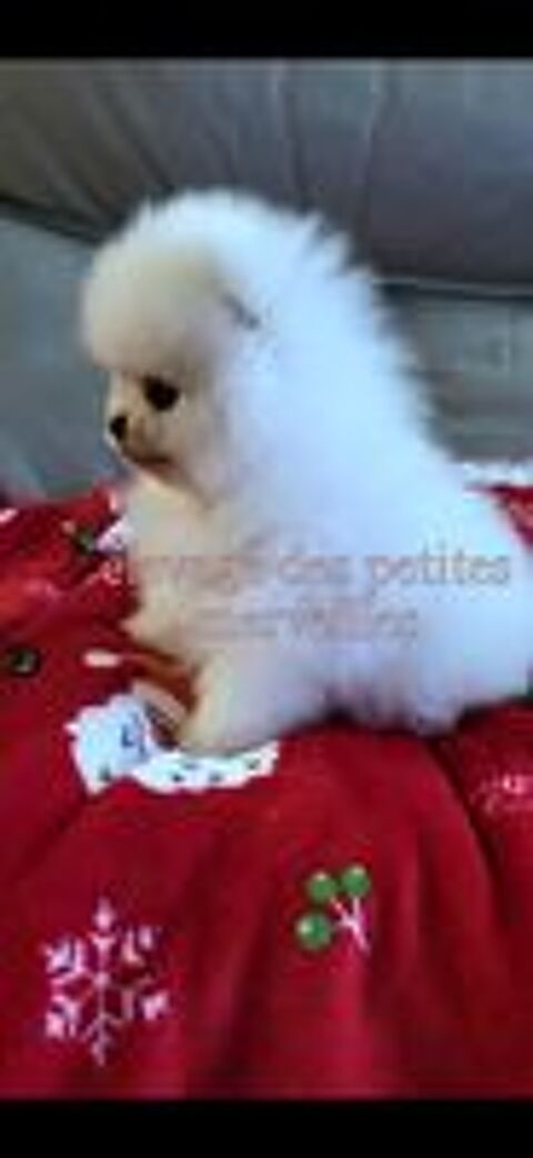  Magnifique spitz nain pomeranien LOF disponible pour saillie 