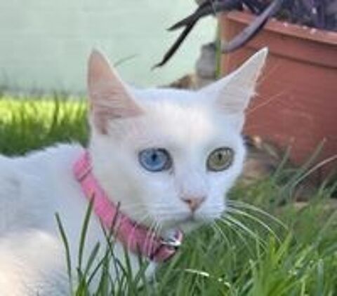   PERLA 