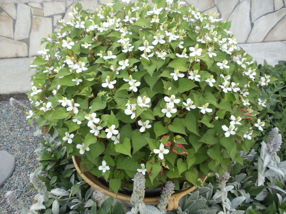 Poivrier de chine
Jardin