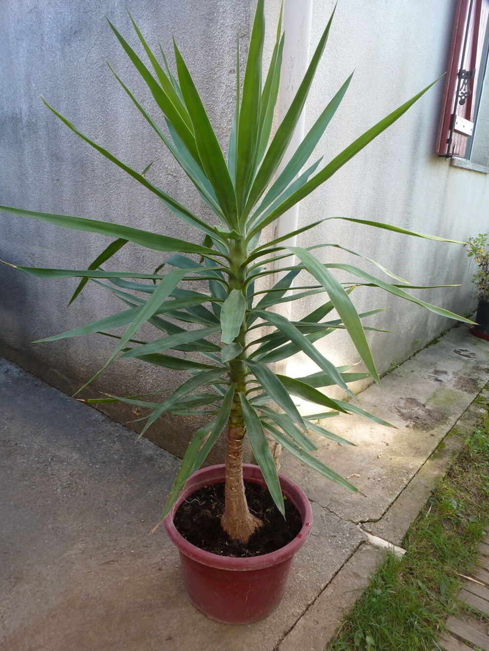 Yucca d'int&eacute;rieur Jardin
