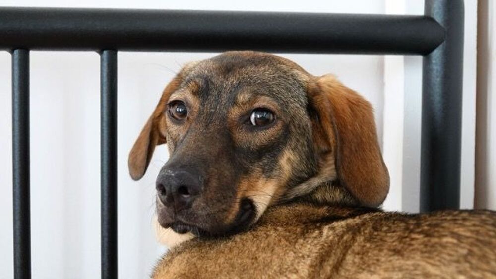   URGENCE  ADOPTION COCO 