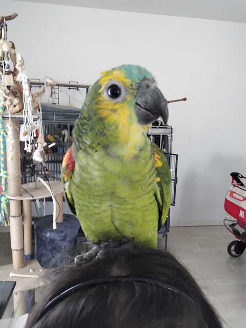 Femelle amzone front bleu 550 44150 Ancenis