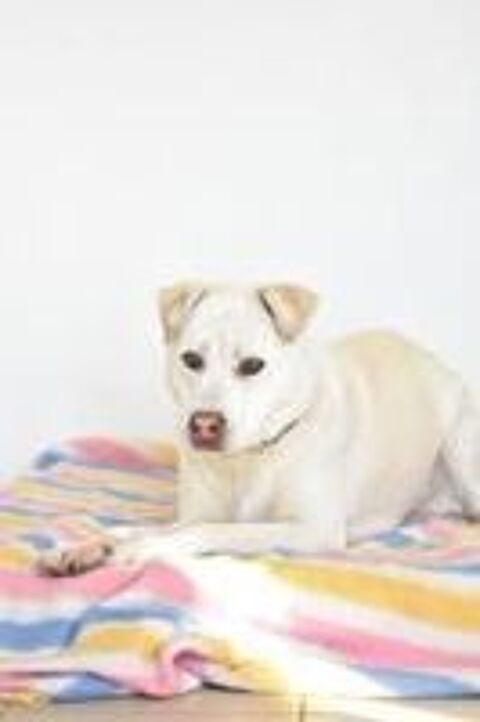   Chien TAIGA � l adoption 