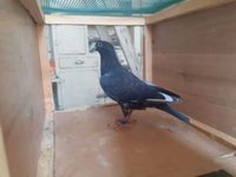   JEUNES PIGEONS NOIRS ou NOIRS à VOL BLANC 