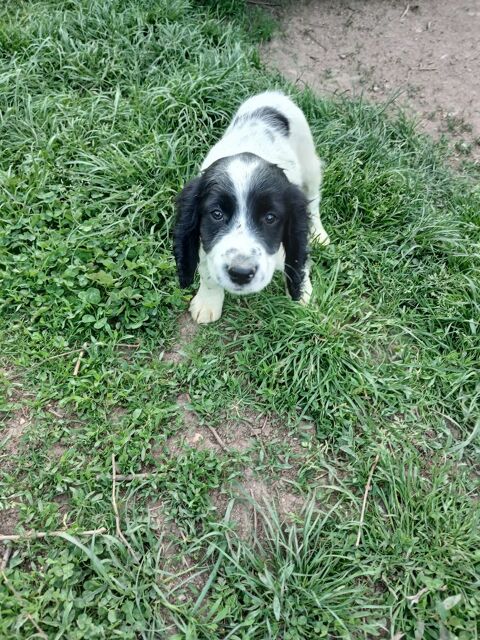 Cocker 0 71250 Cluny