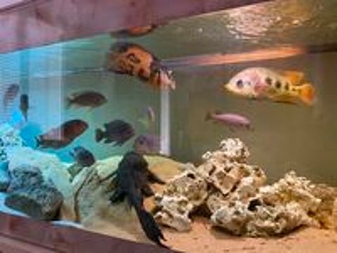   AQUARIUM COMPLET + POISSONS 