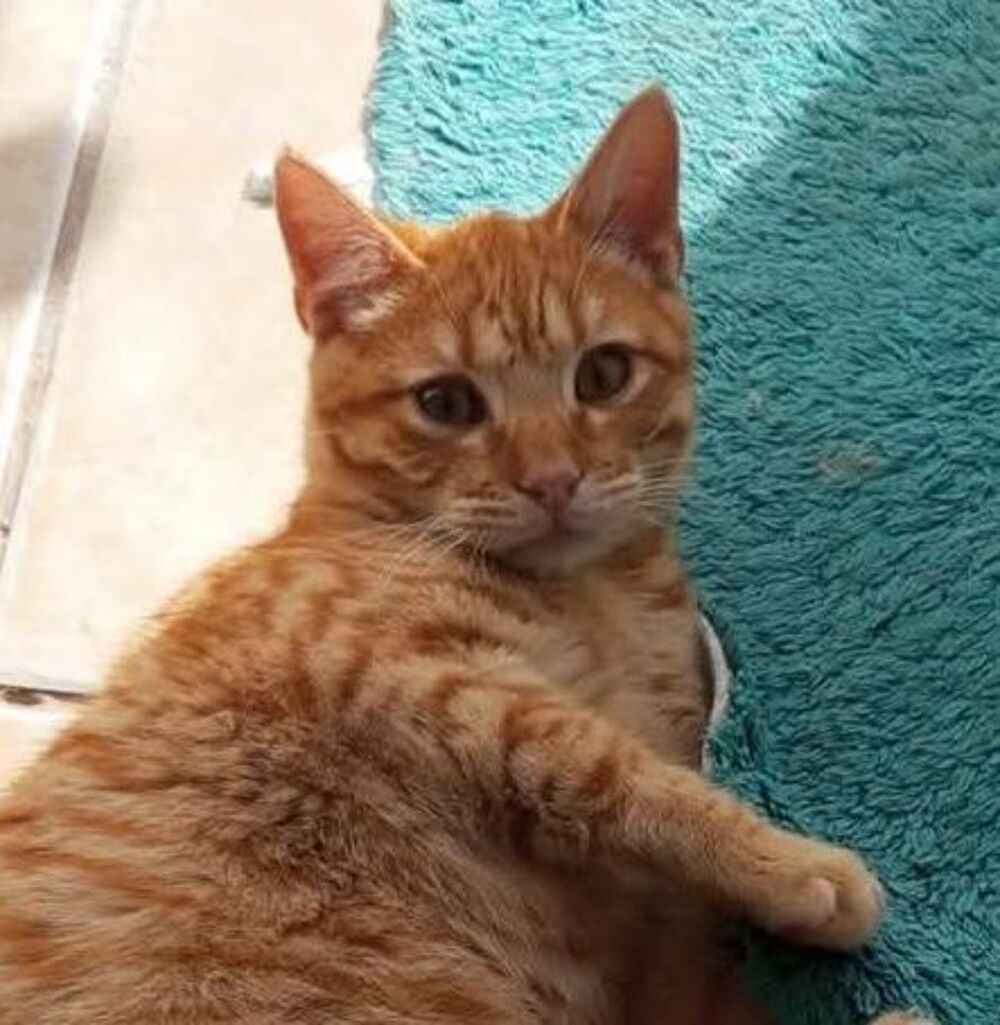   CIRO 