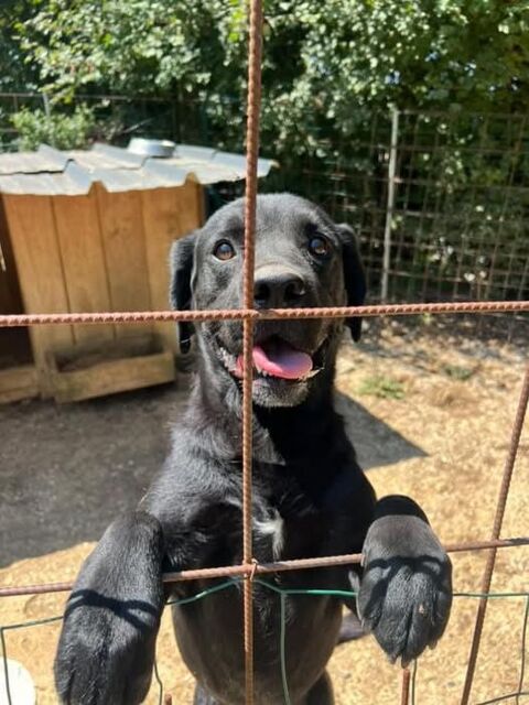 Chien BLACK à l adoption 210 38150 Ville-sous-anjou