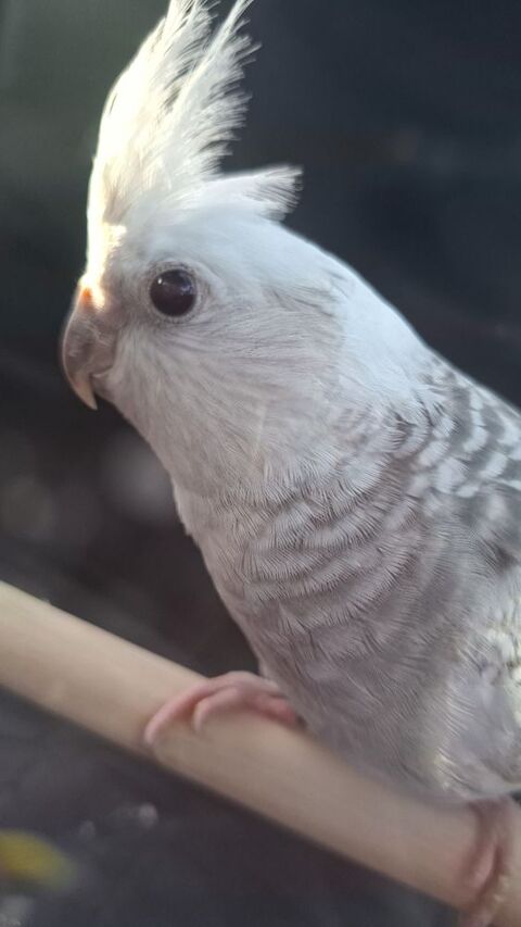 Calopsitte mal
60 41100 Pezou