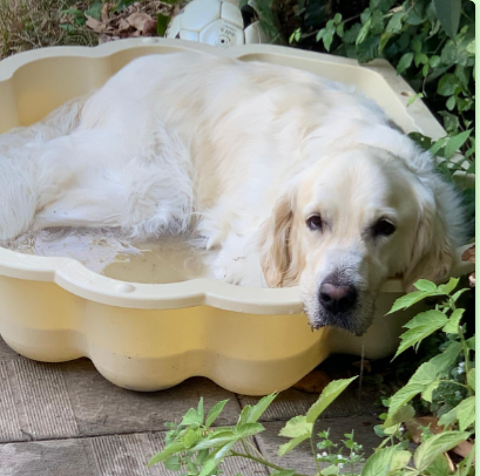 Titre : Recherche Golden Retriever adulte à adopter (2 à 4 a 0 79000 Niort