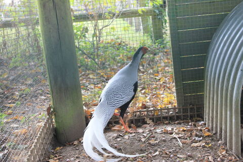 Oeufs f&eacute;conder de faisan argent&eacute;
2 53000 Laval