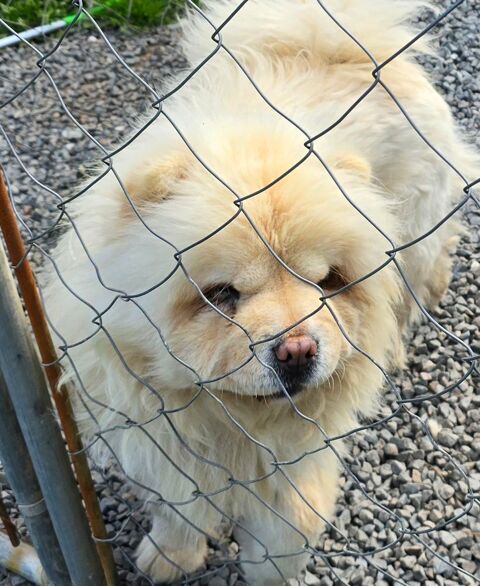 Femelle chow chow 1300 29860 Le drennec