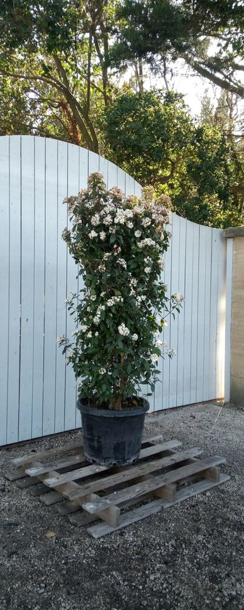 Arbuste de haie Laurier Tin "Viburnum Tinus" en container? Jardin