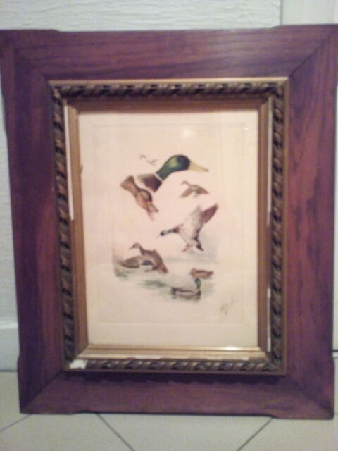 Lithographie animalière têtes de canard col vert 300 Savigny-sur-Orge (91)