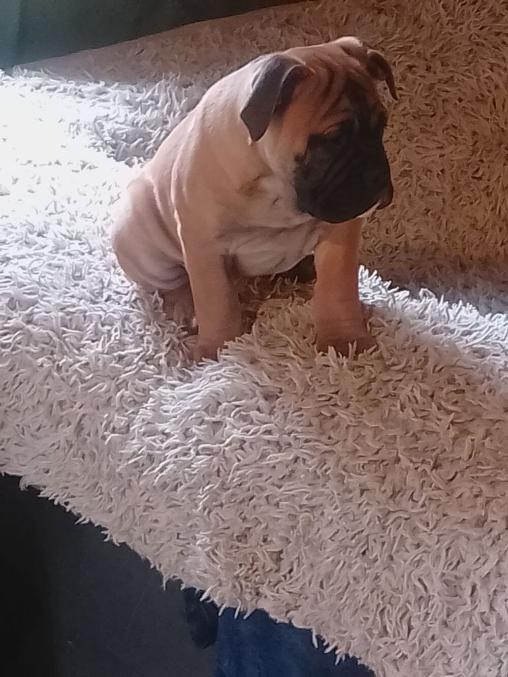   Un magnifique m�le bulldog continental  