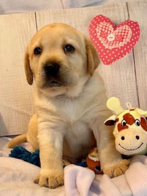 Chiot Labrador 1800 38530 La buissire