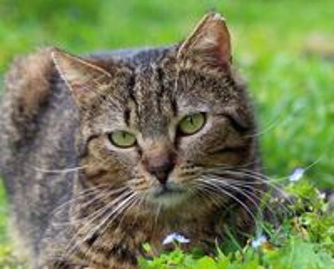   TAYKAN, adorable chat tigr  adopter via l'association UMA (18210 Bessais le Fromental) 
