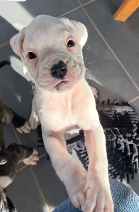 Chiot boxer 0 14170 Vendeuvre