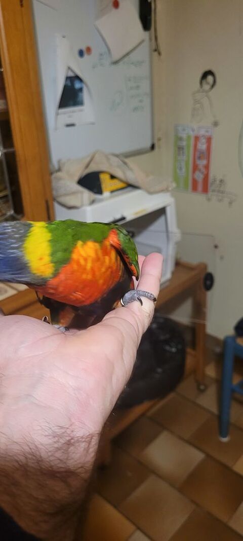 Loris arc-en-ciel 180 41400 Montrichard