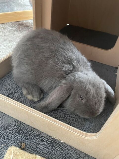 Don lapin bélier 6 mois  0 93260 Les lilas