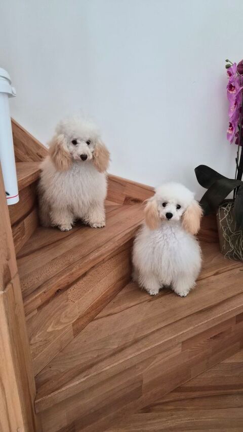 Chiots caniches toys m&acirc;le et femelle
Champagne. 2500 86430 Luchapt