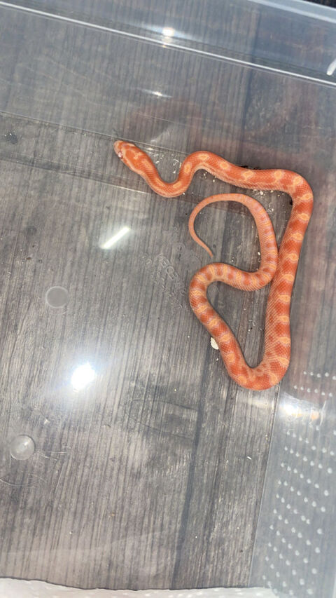 Pantherophis guttatus 30 03100 Montluon