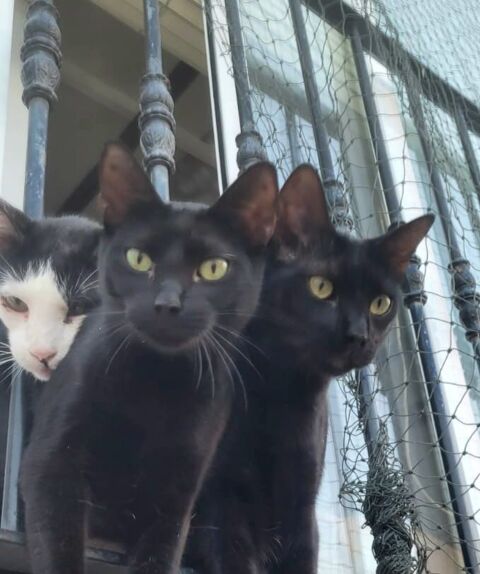 PINKY et JELOWY 460 27620 Gasny