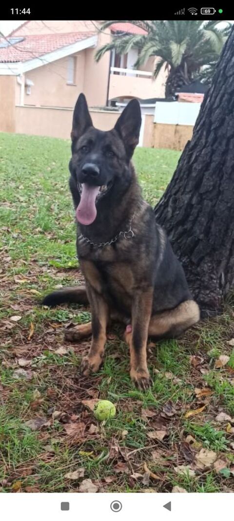 &Agrave; adopter  Berger allemand 0 64122 Urrugne