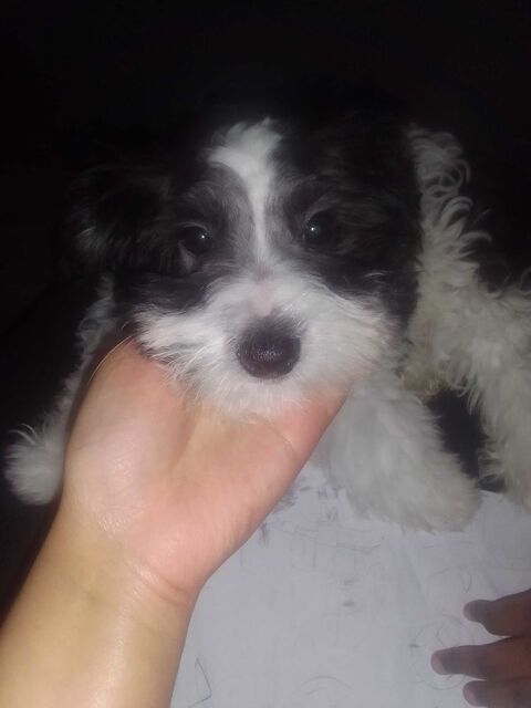 vendre animaux chien chiot 0 77140 Nemours