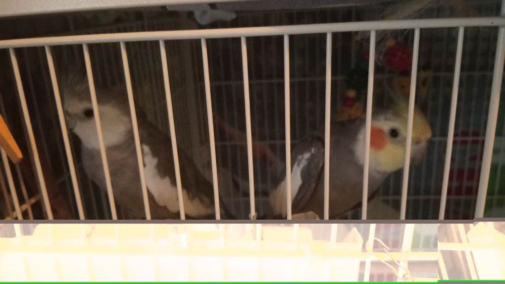   Calopsittes semi-apprivois�es 