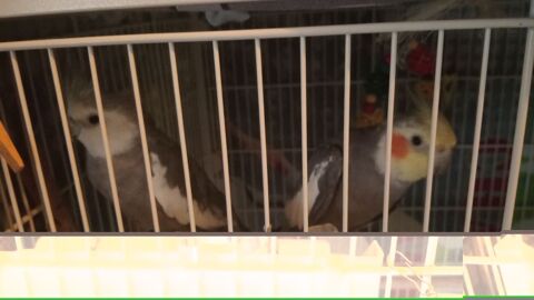 Calopsittes semi-apprivois&eacute;es 60 09000 Foix