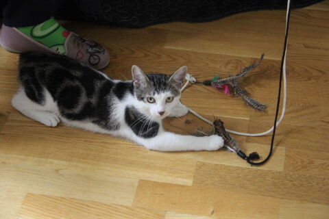 OUPS CHAT GRIS & BLANC 3 ANS 1/2 195 92260 Fontenay-aux-roses