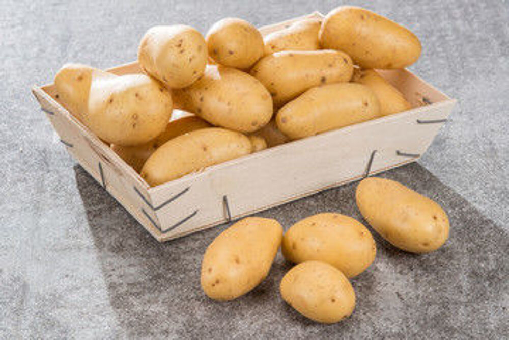 pommes de terre ( TURBO) de mon jardin, 100% BIO Jardin