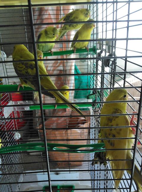 perruches ondulées 7 81270 Labastide-rouairoux