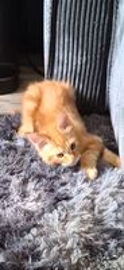   Maine coon  