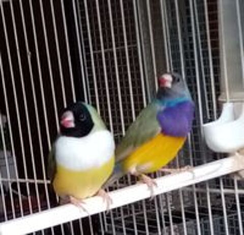   Diamants de Gould 